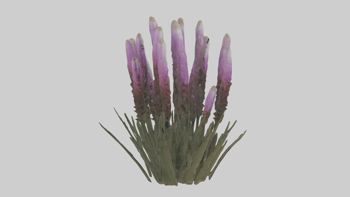 3D model Liatris model VR / AR / low-poly