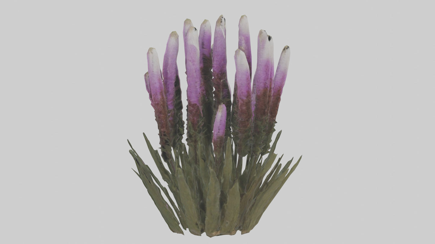 3D model Liatris model VR / AR / low-poly