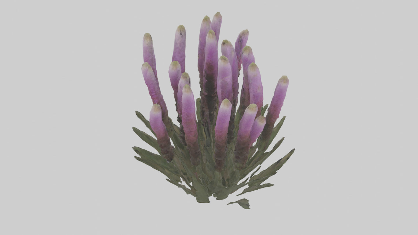 3D model Liatris model VR / AR / low-poly