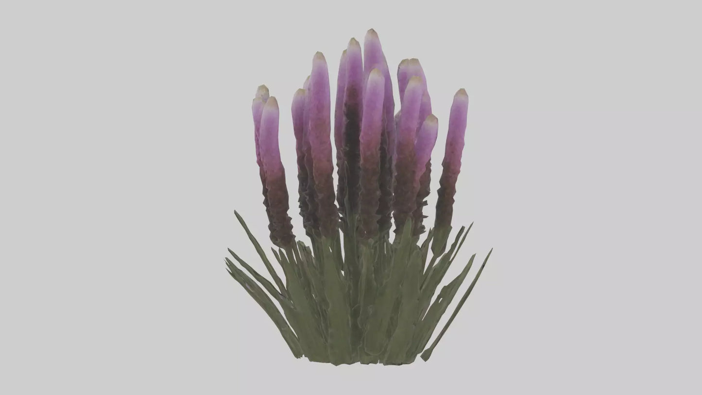 3D model Liatris model VR / AR / low-poly