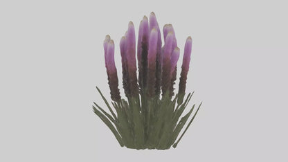 3D model Liatris model VR / AR / low-poly