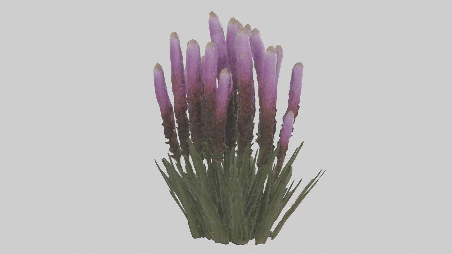 3D model Liatris model VR / AR / low-poly