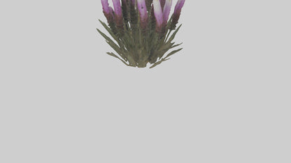 3D model Liatris model VR / AR / low-poly