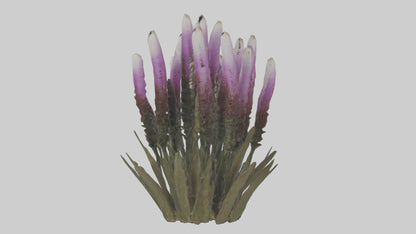 3D model Liatris model VR / AR / low-poly
