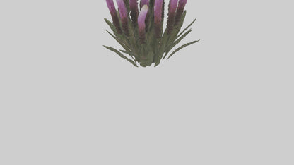 3D model Liatris model VR / AR / low-poly