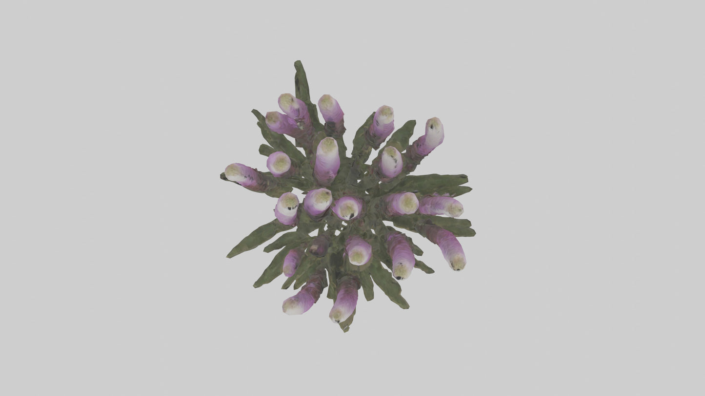3D model Liatris model VR / AR / low-poly
