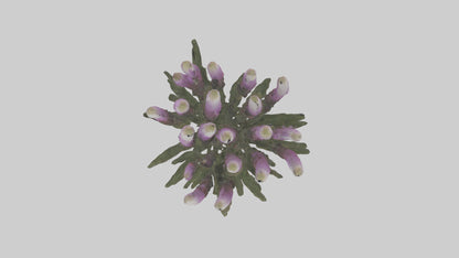 3D model Liatris model VR / AR / low-poly