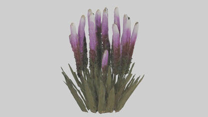 3D model Liatris model VR / AR / low-poly