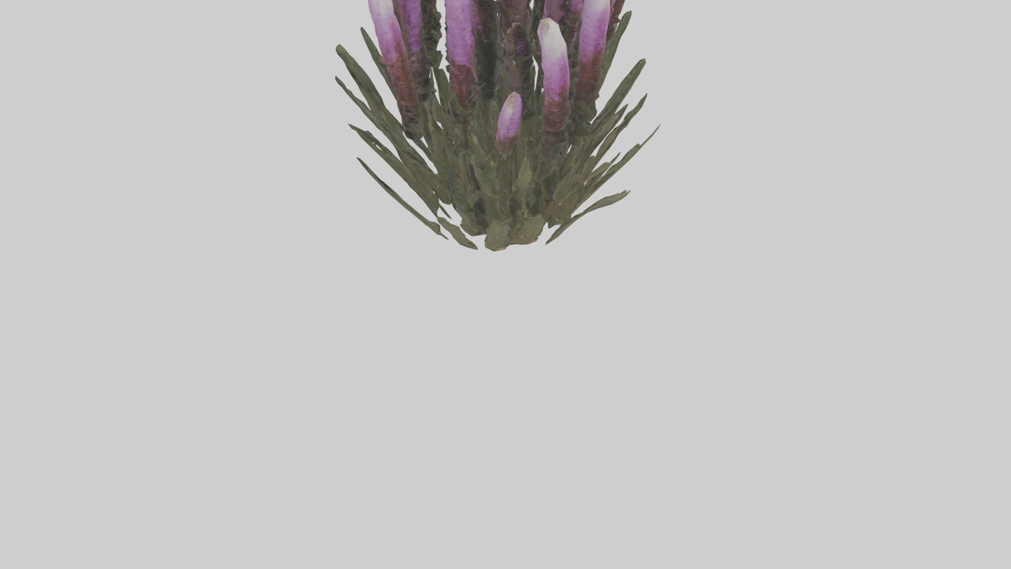 3D model Liatris model VR / AR / low-poly