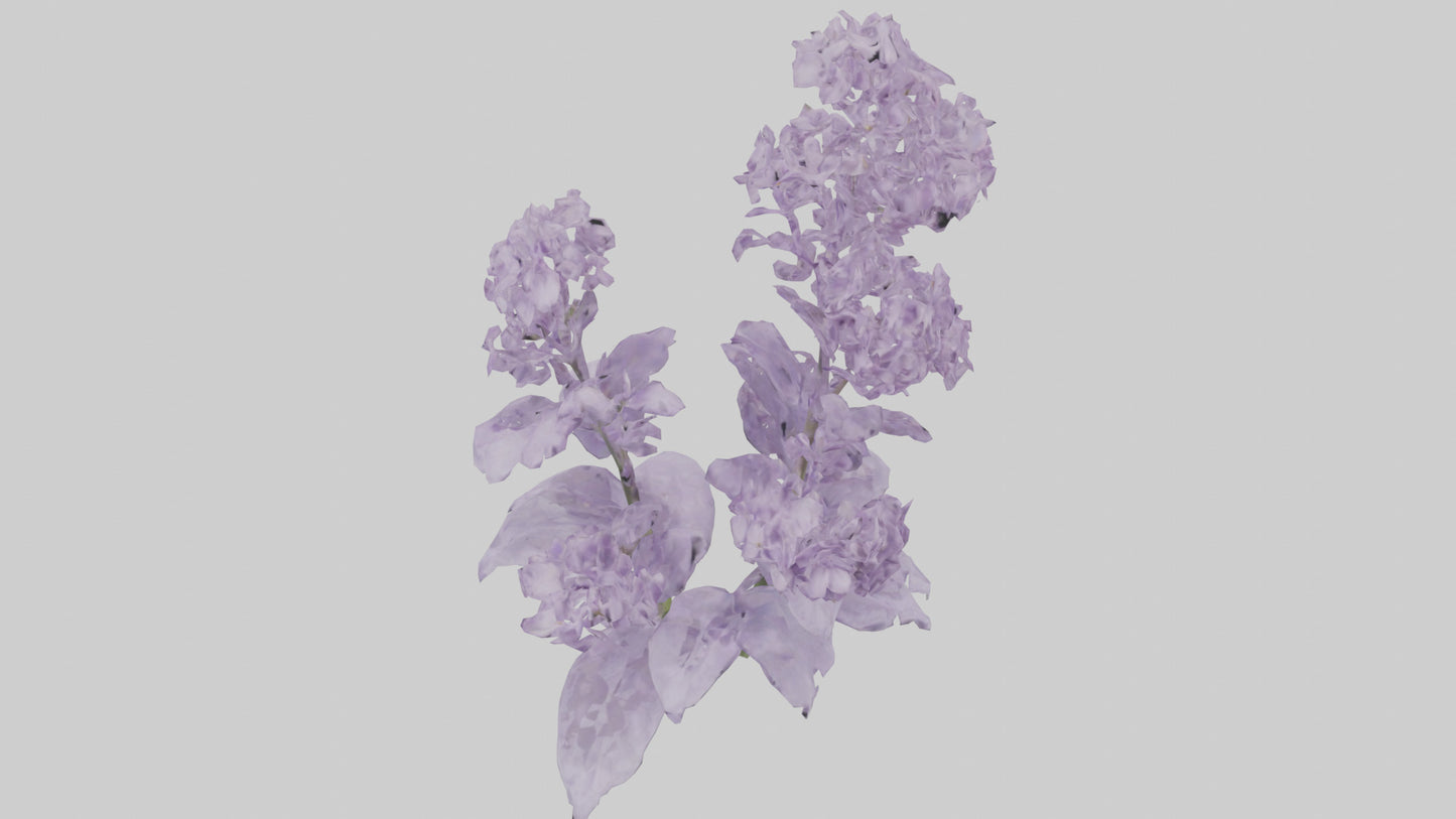 3D model Lilac and Tree model VR / AR / low-poly