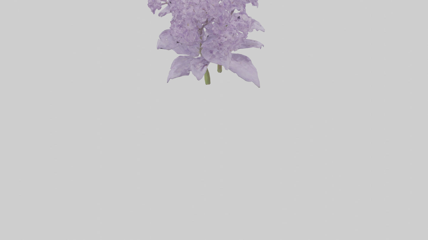 3D model Lilac and Tree model VR / AR / low-poly
