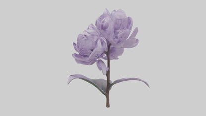 3D model Lilac flower model VR / AR / low-poly