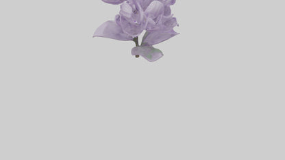 3D model Lilac flower model VR / AR / low-poly