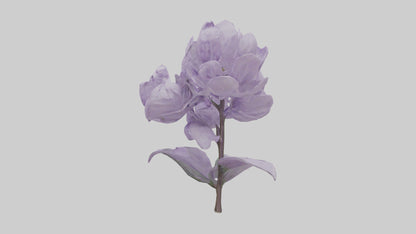 3D model Lilac flower model VR / AR / low-poly