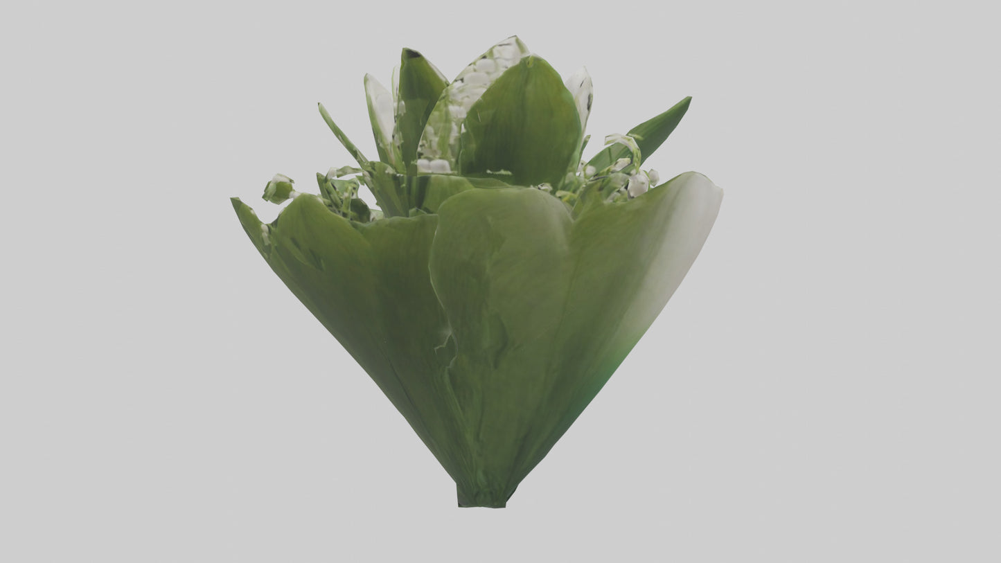 3D model Lily of the Valley model VR / AR / low-poly