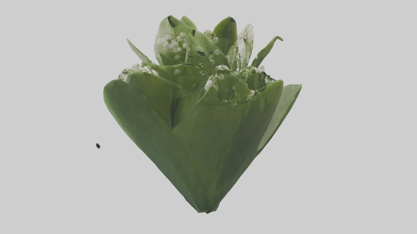 3D model Lily of the Valley model VR / AR / low-poly