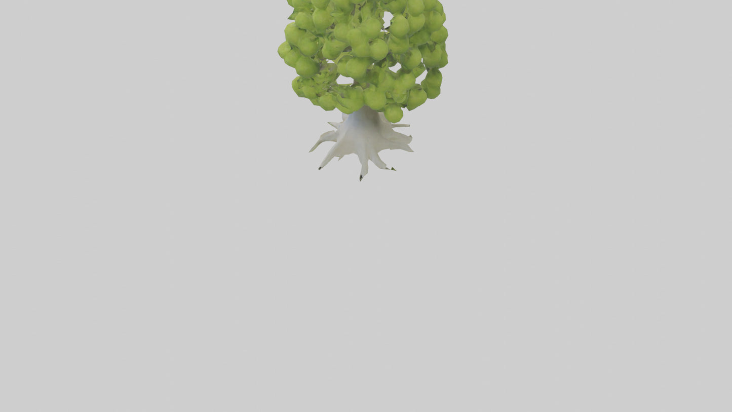Lime tree model VR / AR / low-poly