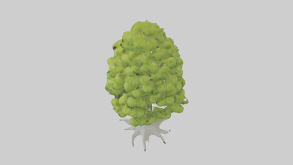 Lime tree model VR / AR / low-poly