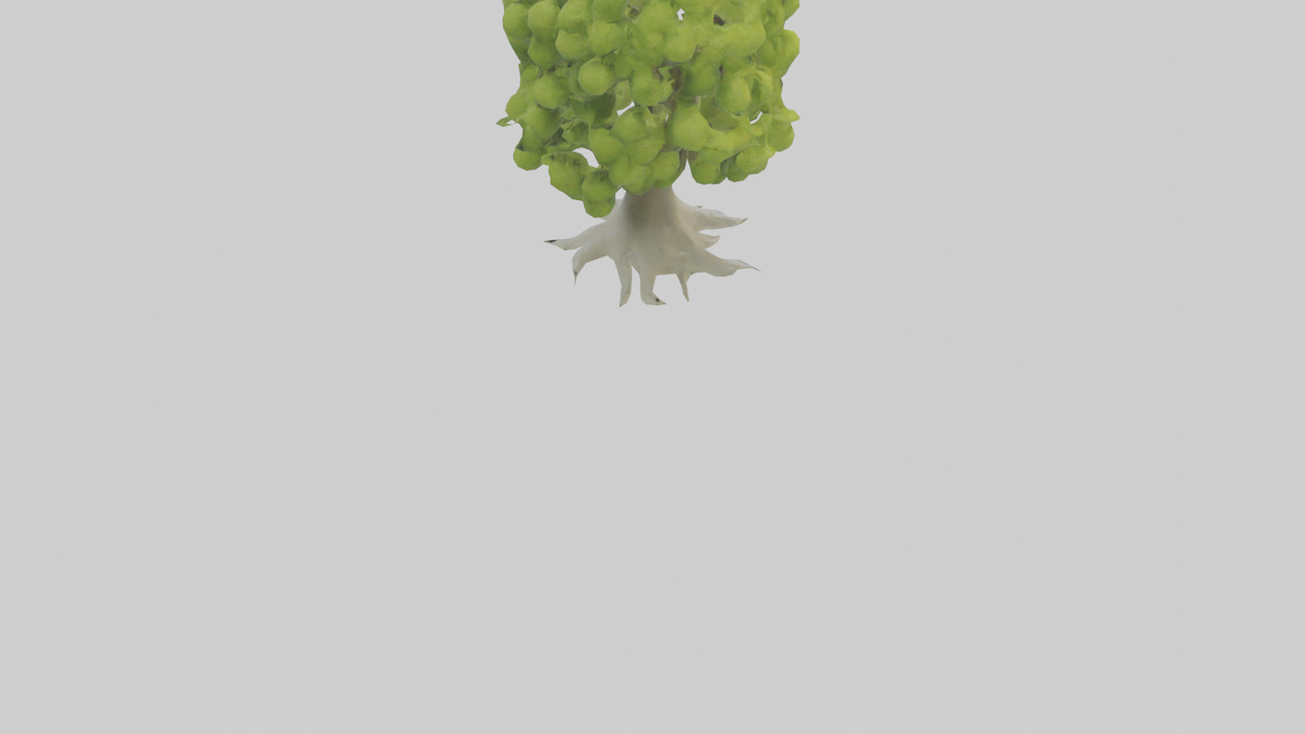 Lime tree model VR / AR / low-poly