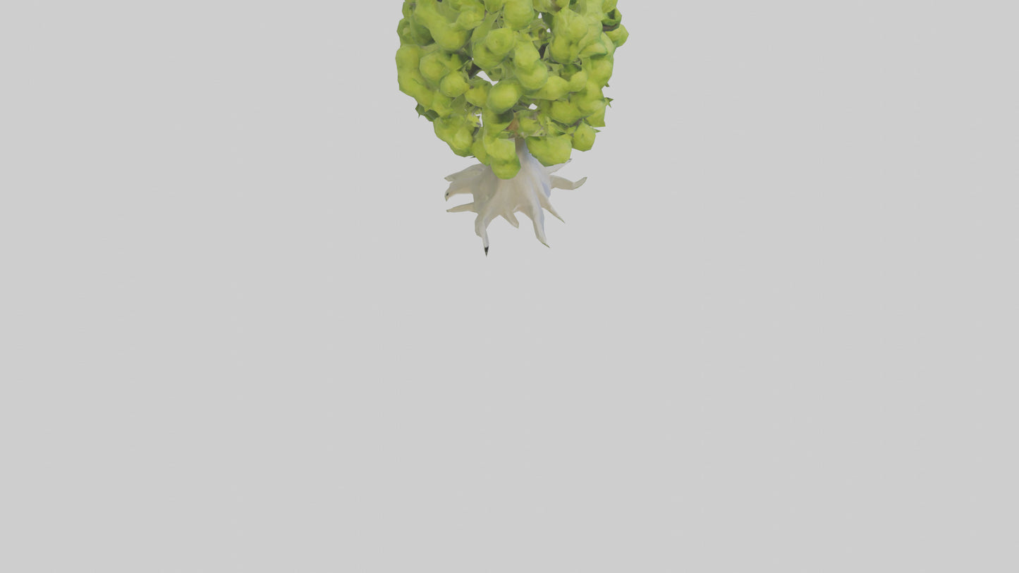 Lime tree model VR / AR / low-poly