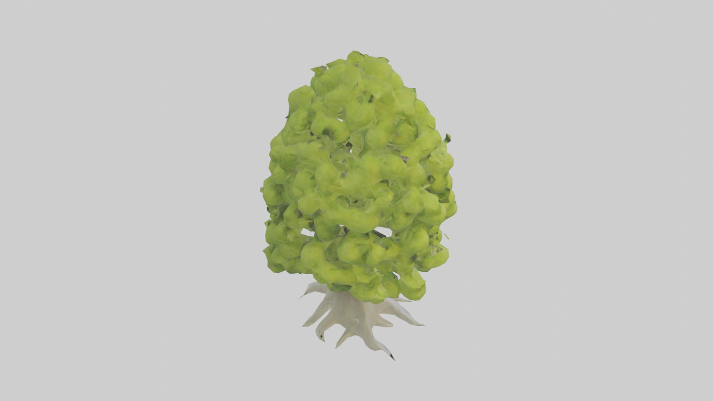 Lime tree model VR / AR / low-poly