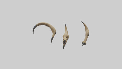 3D model Lion Claws VR / AR / low-poly