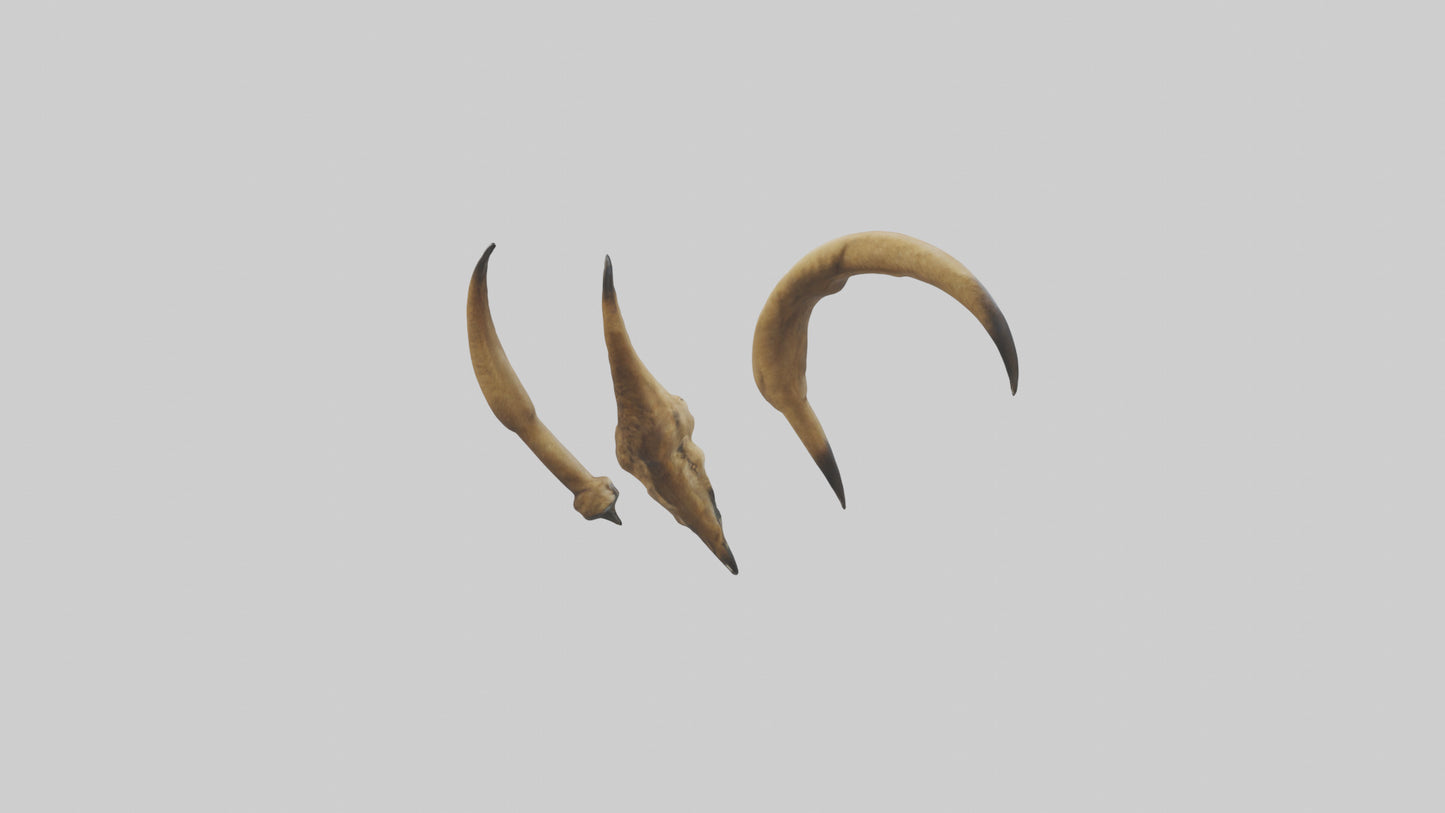 3D model Lion Claws VR / AR / low-poly
