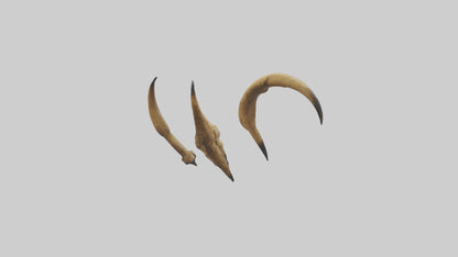 3D model Lion Claws VR / AR / low-poly