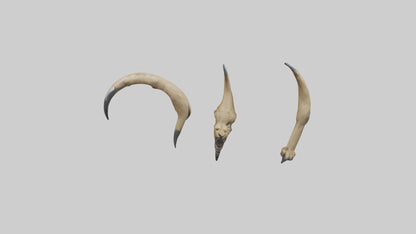 3D model Lion Claws VR / AR / low-poly