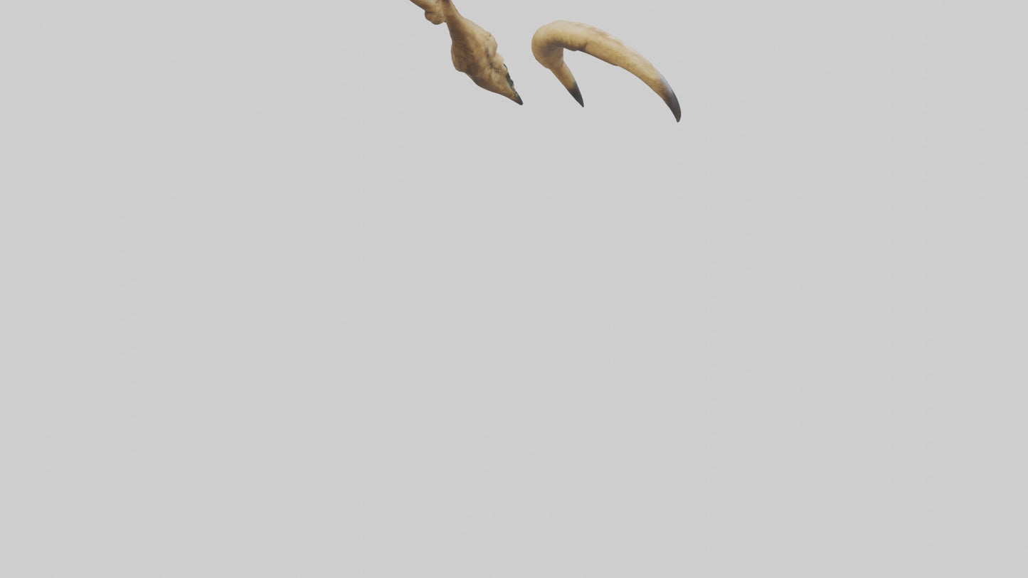 3D model Lion Claws VR / AR / low-poly