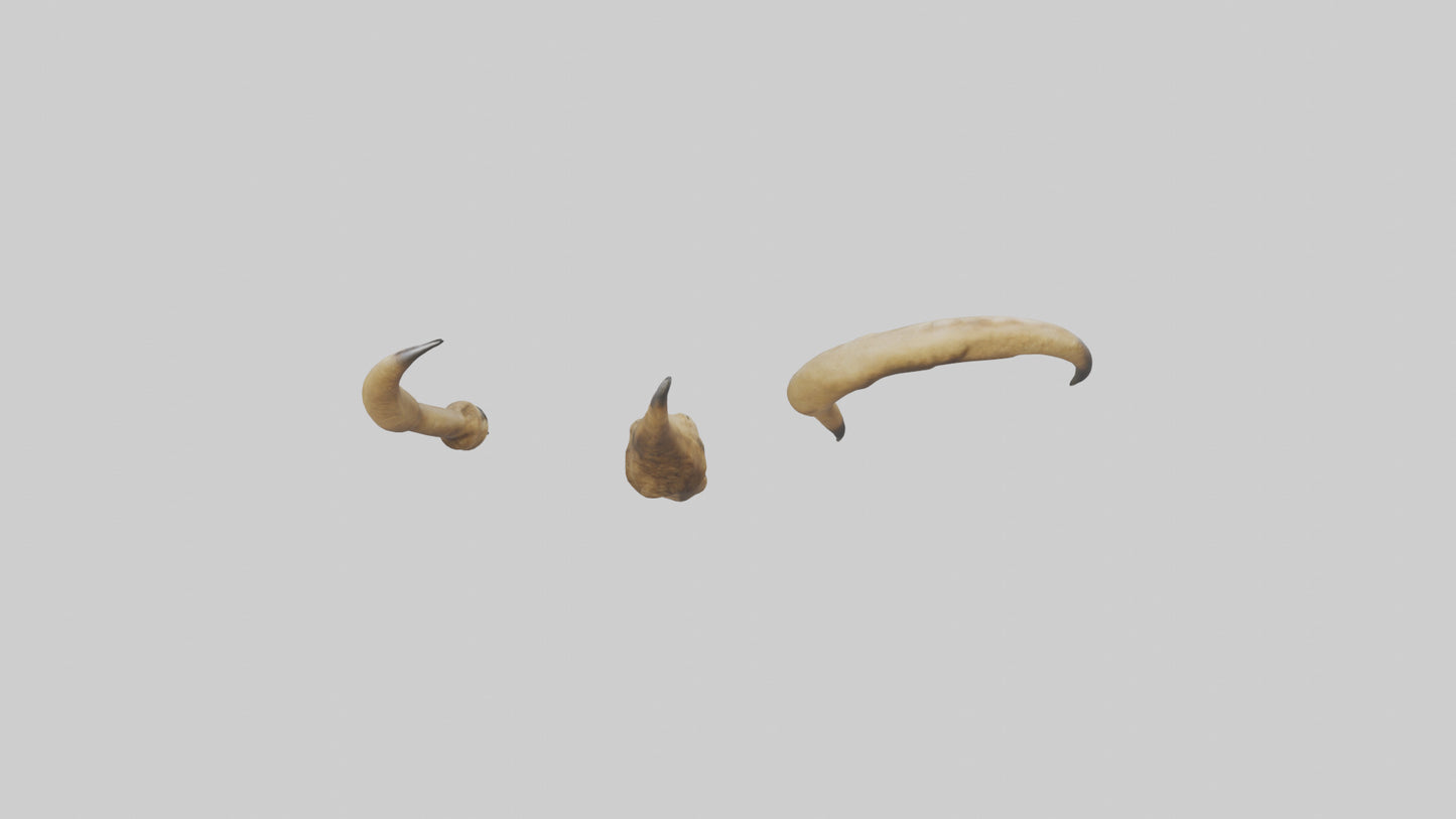 3D model Lion Claws VR / AR / low-poly