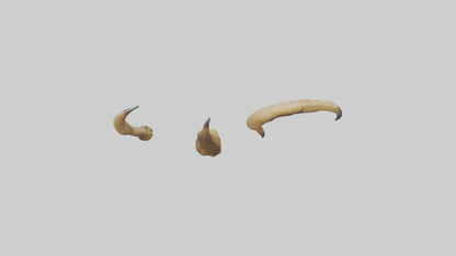 3D model Lion Claws VR / AR / low-poly