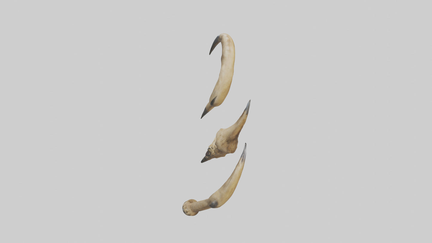 3D model Lion Claws VR / AR / low-poly