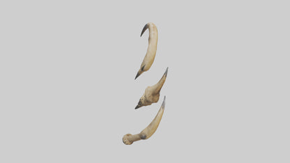 3D model Lion Claws VR / AR / low-poly