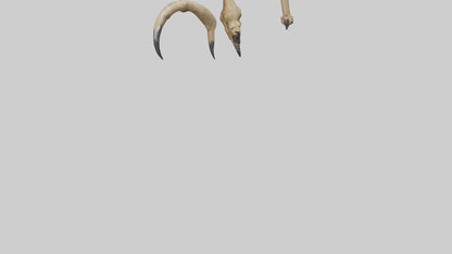 3D model Lion Claws VR / AR / low-poly