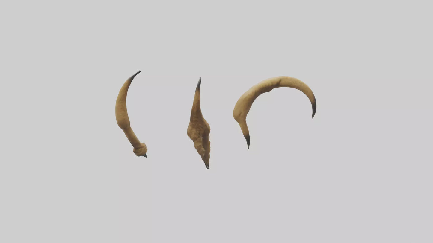 3D model Lion Claws VR / AR / low-poly