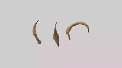 3D model Lion Claws VR / AR / low-poly