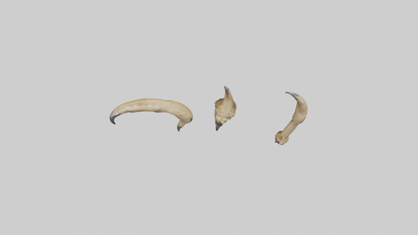 3D model Lion Claws VR / AR / low-poly