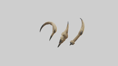 3D model Lion Claws VR / AR / low-poly