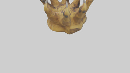 3D model Lion Claws Model VR / AR / low-poly