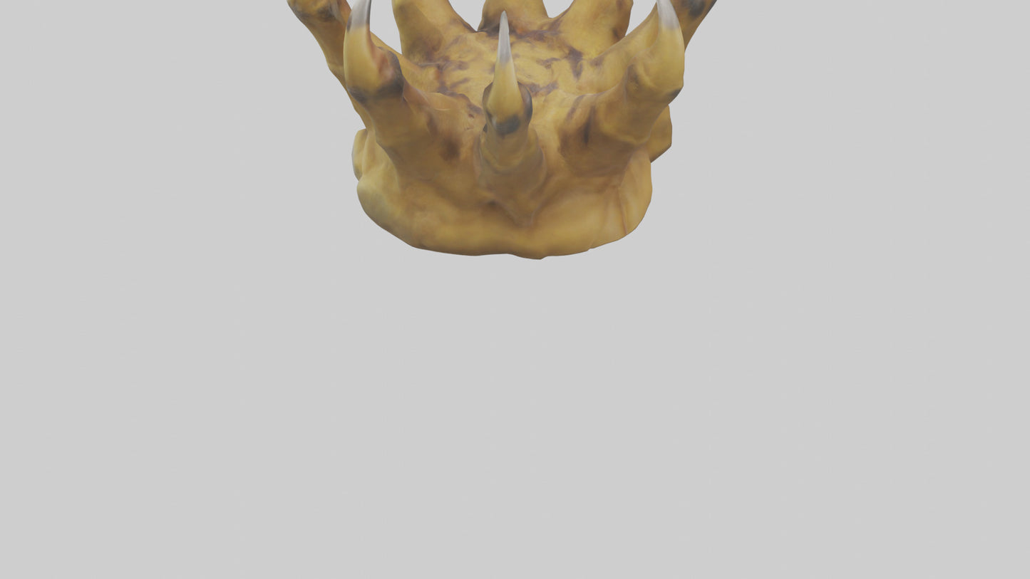 3D model Lion Claws Model VR / AR / low-poly