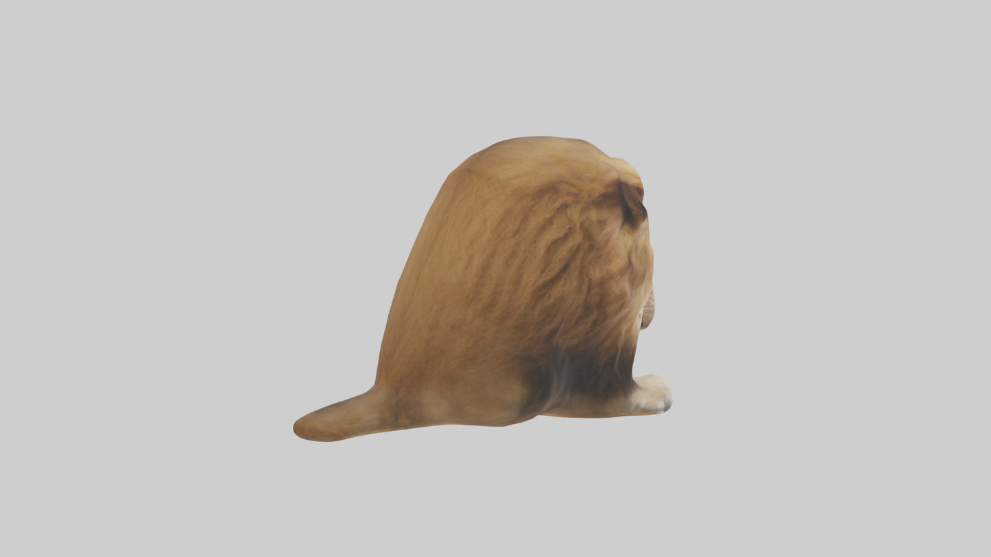 3D model Lion Mane VR / AR / low-poly