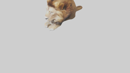3D model Lion Mane VR / AR / low-poly