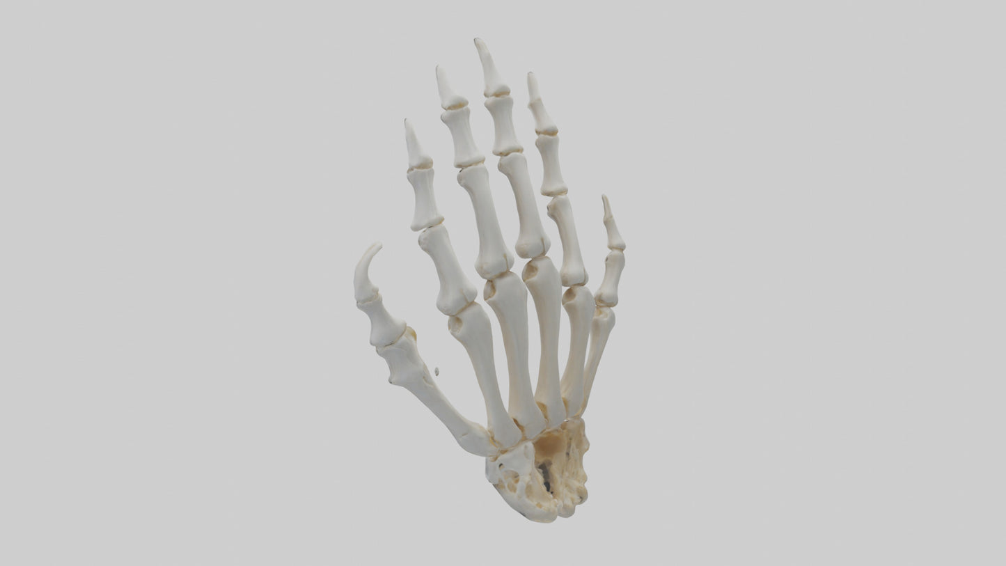 3D model Lion Paw Skeleton model VR / AR / low-poly