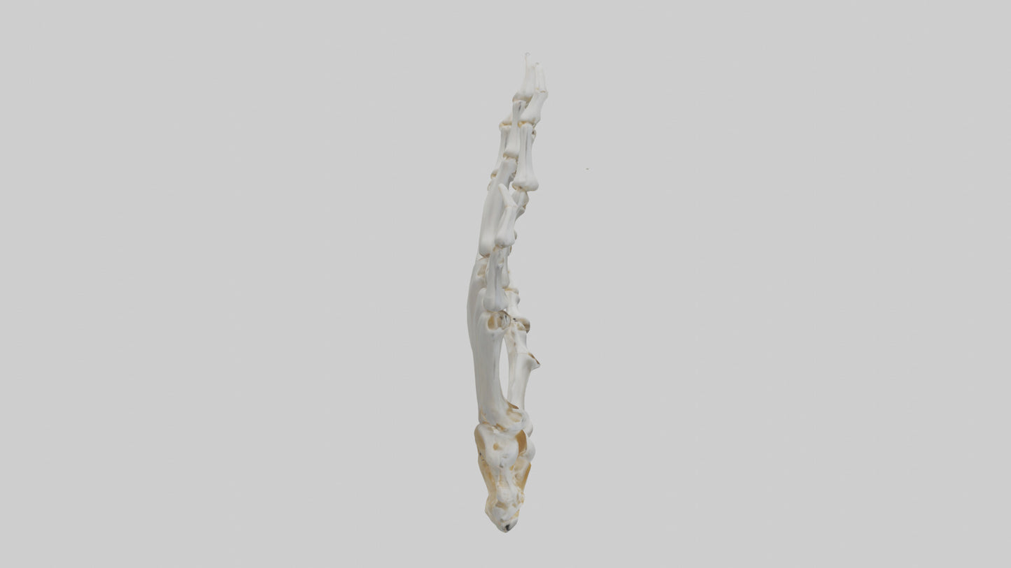 3D model Lion Paw Skeleton model VR / AR / low-poly
