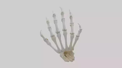 3D model Lion Paw Skeleton model VR / AR / low-poly