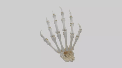 3D model Lion Paw Skeleton model VR / AR / low-poly