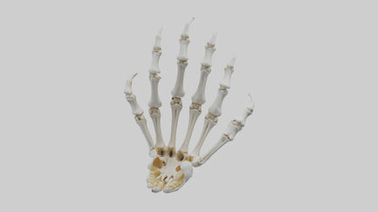 3D model Lion Paw Skeleton model VR / AR / low-poly
