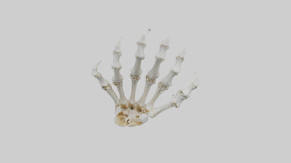 3D model Lion Paw Skeleton model VR / AR / low-poly