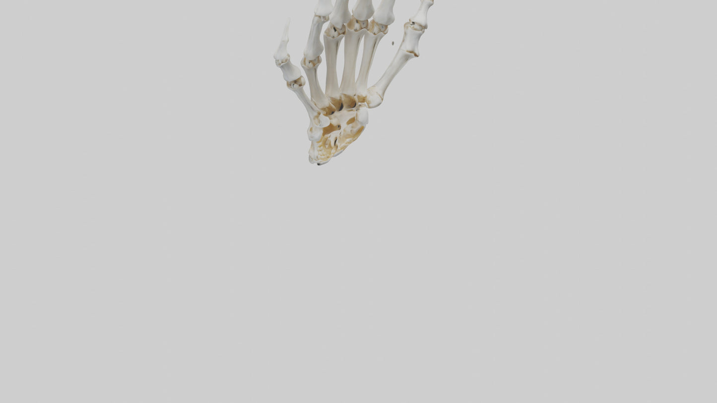 3D model Lion Paw Skeleton model VR / AR / low-poly